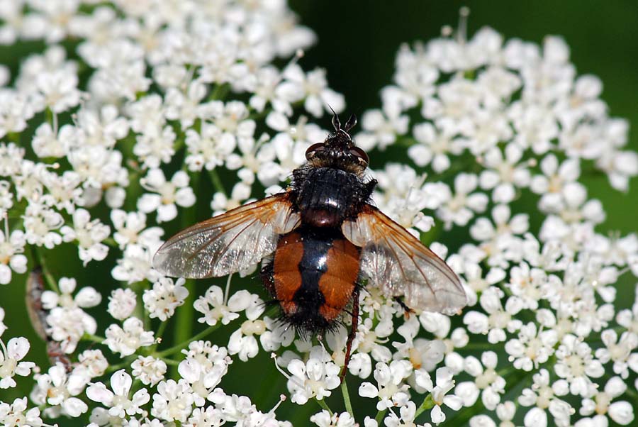 Tachinidae: Tachina magnicornis